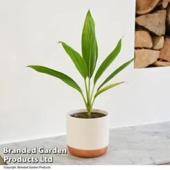 Cordyline 'Conga' (House Plant) -NAOMI Plant Shop CORD CONGA T52110