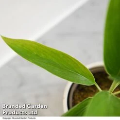 Cordyline 'Conga' (House Plant) -NAOMI Plant Shop CORD CONGA T52112