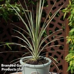 Cordyline Australis 'Lime Passion'