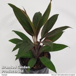 Cordyline 'Rumba' (House Plant) -NAOMI Plant Shop CORD RUMBA10CM S50426