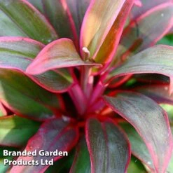 Cordyline 'Rumba' (House Plant) -NAOMI Plant Shop CORD RUMBA L06646