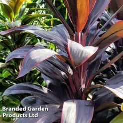 Cordyline 'Rumba' (House Plant) -NAOMI Plant Shop CORD RUMBA L06647