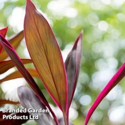 Cordyline 'Rumba' (House Plant) -NAOMI Plant Shop CORD RUMBA L06649