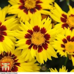 Coreopsis 'Sunkiss' -NAOMI Plant Shop CORE T72100 C