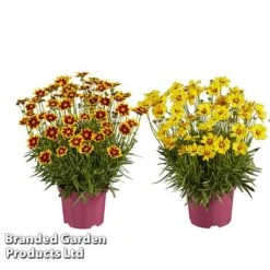 Coreopsis 'Solar Collection' -NAOMI Plant Shop CORE SOLARSERI S39582