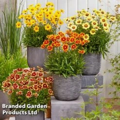 Coreopsis 'Solar Collection' -NAOMI Plant Shop CORE SOLARSERI S39585