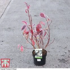 Cornus Alba 'Sibirica Variegata' -NAOMI Plant Shop CORN 66170 A