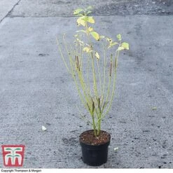 Cornus Sericea 'Bud's Yellow' -NAOMI Plant Shop CORN 66174 A