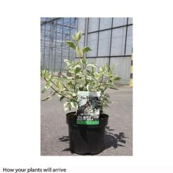 Cornus Alba 'Sibirica Variegata' -NAOMI Plant Shop CORN T66170 B h