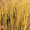 Cornus Sericea 'Bud's Yellow'