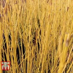 Cornus Sericea 'Bud's Yellow'