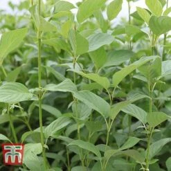 Cornus Sericea 'Bud's Yellow' -NAOMI Plant Shop CORN T66174 C