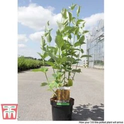 Cornus Sericea 'Bud's Yellow' -NAOMI Plant Shop CORN T66174 D