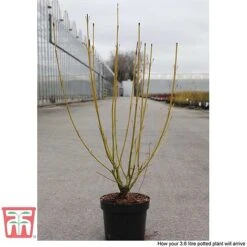 Cornus Sericea 'Bud's Yellow' -NAOMI Plant Shop CORN T66174 E