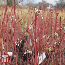 Cornus Sericea 'Cardinal' -NAOMI Plant Shop CORN T66175 B