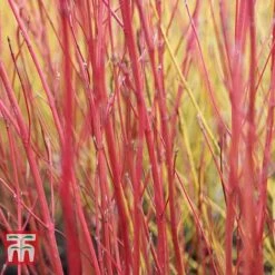 Cornus Sericea 'Cardinal' -NAOMI Plant Shop CORN T66175 C