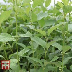 Cornus Sericea 'Cardinal' -NAOMI Plant Shop CORN T66175 D