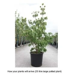 Cornus Kousa Var. Chinensis 'China Girl' -NAOMI Plant Shop CORN T68310 B h