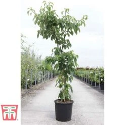 Cornus Controversa 'Pagoda' -NAOMI Plant Shop CORN TKA3088 A