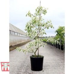 Cornus Controversa 'Variegata' -NAOMI Plant Shop CORN TKA3090 A