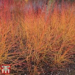 Cornus Winter Stems Collection -NAOMI Plant Shop CORN TKA7201 C