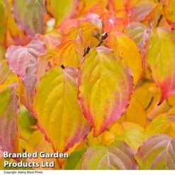 Cornus Kousa Var. Chinensis -NAOMI Plant Shop CORN CHINENSIS R48206