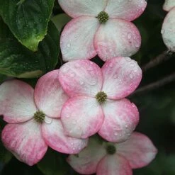Cornus Kousa 'Satomi' -NAOMI Plant Shop CORN SATOMI S45364 NOW