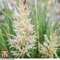 Cortaderia Selloana 'Minipampas' -NAOMI Plant Shop CORT 3096 A1