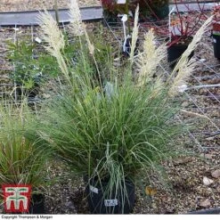 Cortaderia Selloana 'Minipampas' -NAOMI Plant Shop CORT 3096 A2