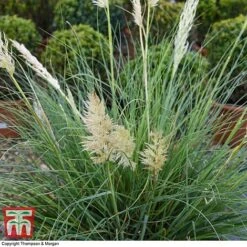 Cortaderia Selloana 'Minipampas' -NAOMI Plant Shop CORT 3096 A3