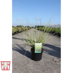 Cortaderia Selloana 'Gold Minipampas' -NAOMI Plant Shop CORT TKA3092 A