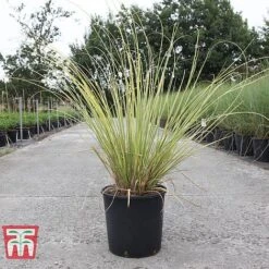 Cortaderia Selloana 'Gold Minipampas' -NAOMI Plant Shop CORT TKA3092 B