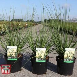 Cortaderia Selloana 'Minipampas' -NAOMI Plant Shop CORT TKA3096 A
