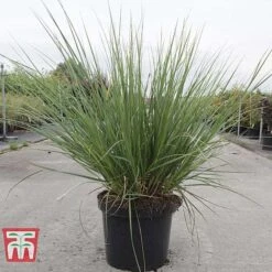 Cortaderia Selloana 'Minipampas' -NAOMI Plant Shop CORT TKA3096 C