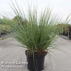 Cortaderia Selloana 'Minipampas Silver' -NAOMI Plant Shop CORT MINIPAMPA S21726