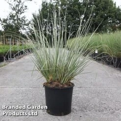 Cortaderia Selloana 'Minipampas Silver' -NAOMI Plant Shop CORT MINIPAMPA S45399