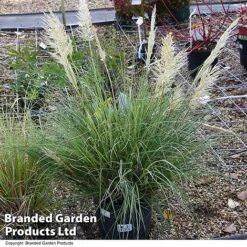 Cortaderia Selloana 'Minipampas Silver' -NAOMI Plant Shop CORT MINIPAMPA T27376