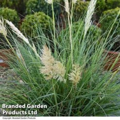 Cortaderia Selloana 'Minipampas Silver' -NAOMI Plant Shop CORT MINIPAMPA T27377