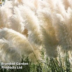 Cortaderia Selloana 'White Feather'