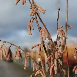 Corylus 'Rode Zellernoot' -NAOMI Plant Shop CORY RODEZELLE S45398 NOW