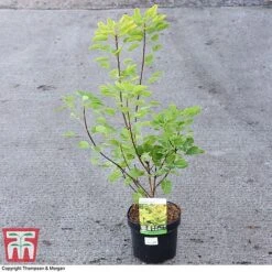 Cotinus Coggygria 'Golden Spirit' -NAOMI Plant Shop COTI 73884 A