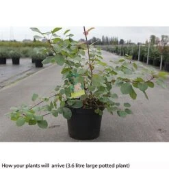 Cotinus Coggygria -NAOMI Plant Shop COTI T73880 B h