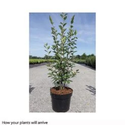 Cotoneaster Lucidus -NAOMI Plant Shop COTO T66184 A h