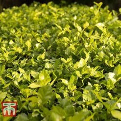 Cotoneaster Lucidus -NAOMI Plant Shop COTO T66184 D