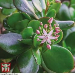 Crassula Ovata -NAOMI Plant Shop CRAS KB2121 D