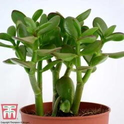 Crassula Ovata -NAOMI Plant Shop CRAS KB2121 G