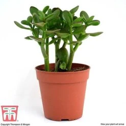 Crassula Ovata -NAOMI Plant Shop CRAS KB2121 H