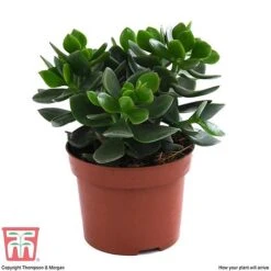 Crassula Ovata 'Hulk' -NAOMI Plant Shop CRAS KB3774 E