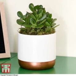 Crassula Ovata 'Hulk' -NAOMI Plant Shop CRAS KB3774 F