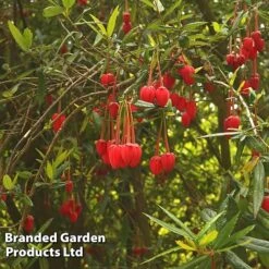 Crinodendron Trio -NAOMI Plant Shop CRIN HOOKERIAN L43489